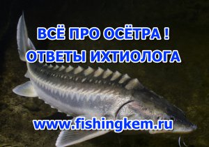 Всё про осётра. Ответы ихтиолога