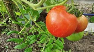 Томат „Клубничное дерево"