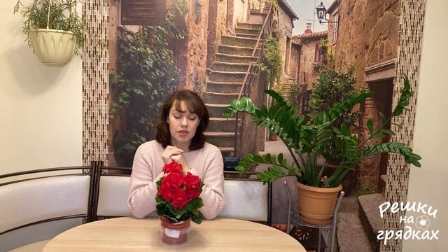 Подарили цветок в горшке - Важно сделать! смотреть онлайн