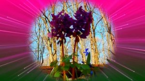 Футаж. Цветочный фон 120