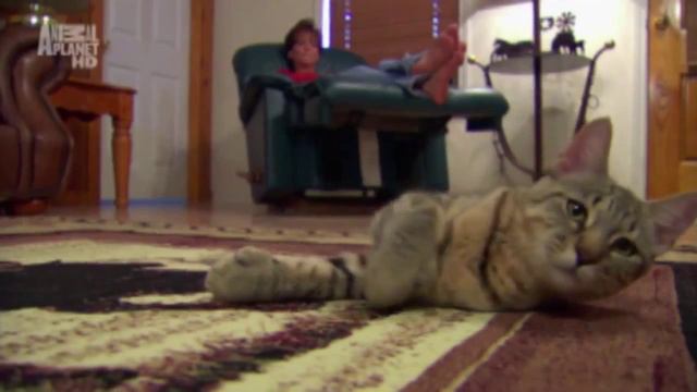 Пикси боб смотреть онлайн