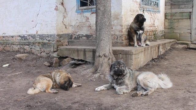 КАРТИНА МАСЛОМ.П-к Из Столицы Украины. смотреть онлайн