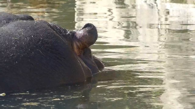 Hippopotamus (Hippopotamus amphibius) ears смотреть онлайн