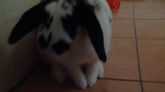 Pingui (Little Cow) Nice And Clean