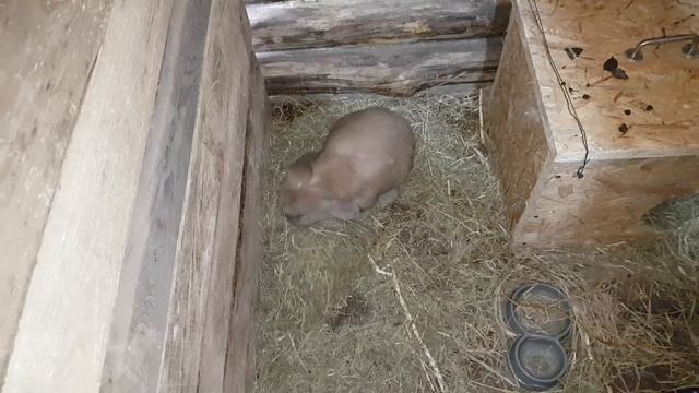 КРОЛЬЧИХА ГОТОВИТСЯ К РОДАМ. Эти смешные животные смотреть онлайн