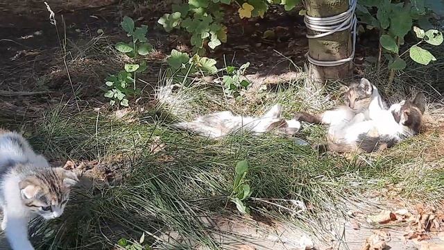 Маленькие неуклюжие котята играют. Little clumsy kittens are playing. смотреть онлайн