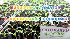 Пикировка томатов ,пикировка помидор в 2022