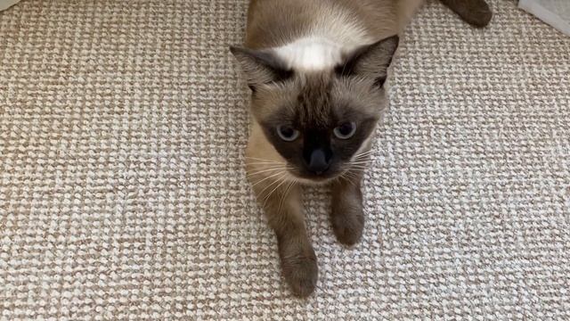 Откуда у нас деньги на новый MacBook m1? Много готовлю, покупка продуктов... смотреть онлайн