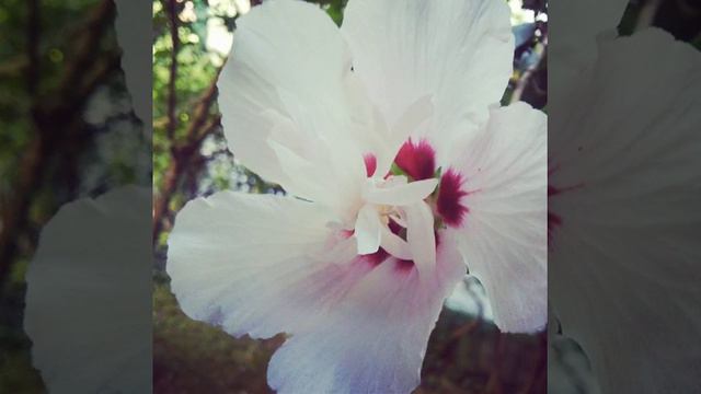 🌺 #flower #hibiscus #summer #tropical #noedit смотреть онлайн