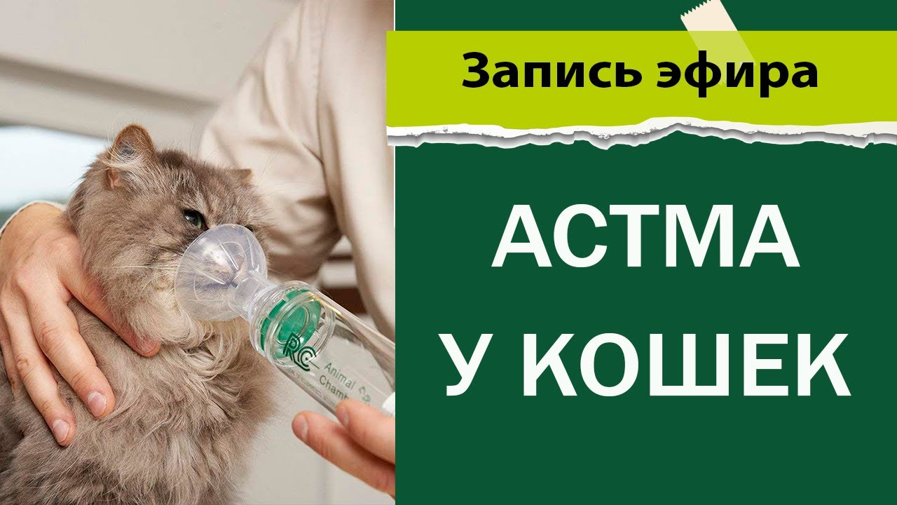 Астма у кошек
