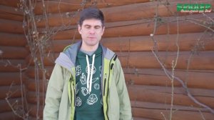 Плетистая роза обрезка весной. Как обрезать плетистую розу? Уход после зимы