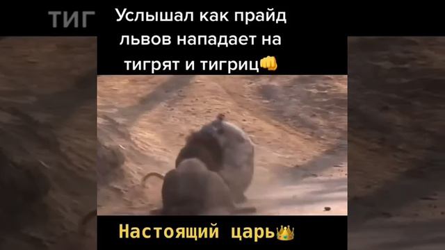 Тигр против Льва смотреть онлайн
