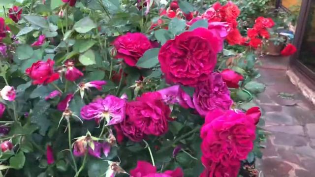 Английская Роза Дарси БАССЕЛЛ. DARCEY Bussell смотреть онлайн