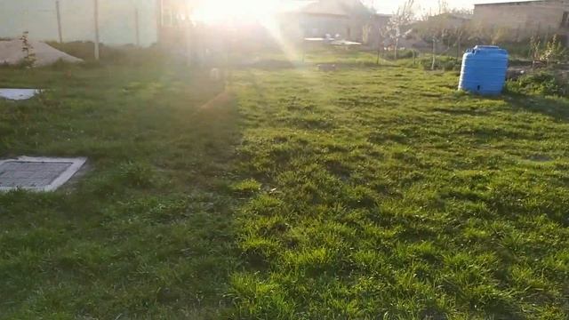 ☀️сын солнца☀️как же быстро они растут #питомцы #animals смотреть онлайн
