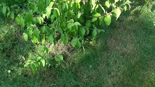 Что посадить в тени,полутени . смотреть онлайн