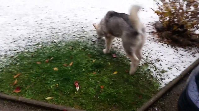 Malamute puppy's first meeting with snow смотреть онлайн