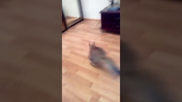 Лазер в fix-прайсе за 50 рублей творит чудеса смотреть онлайн