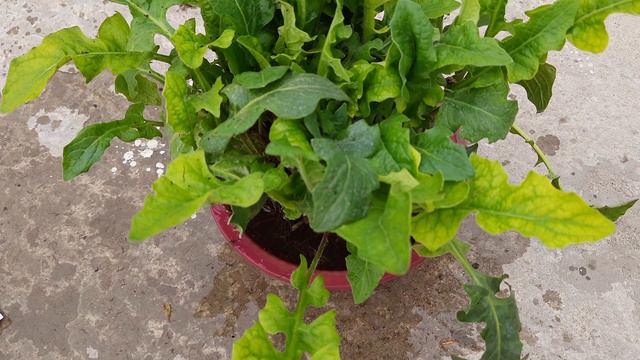 জারবেরা ফুল গাছের তিন প্রধান সমস্যা | Gerbera Plant Three Common Problems смотреть онлайн