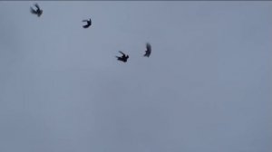 ЛУГАНСКИЙ ПИТОМНИК    НИКОЛАЕВСКИХ ГОЛУБЕЙ