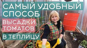 Высадка томатов в теплицу: самый удобный способ, пошаговая инструкция, советы опытным огородникам