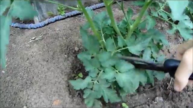 Как вырастить море томатов на пасынках!!!Укоренение пасынков Советы по выращиванию от А до Я смотреть онлайн