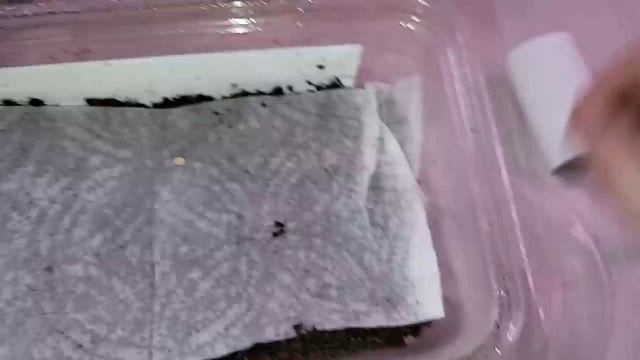 Теперь сею ТОМАТЫ ТОЛЬКО ТАК! Удивительный результат! смотреть онлайн