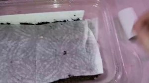 Теперь сею ТОМАТЫ ТОЛЬКО ТАК! Удивительный результат!