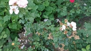 Цветение (не)любимых сортов. Розы Леди Капри, Свит Сири, Мисс Диор и пр....#розы #розывсаду