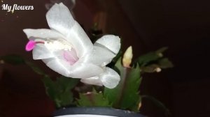 Правильный полив Декабриста круглый год!