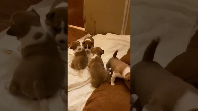 Щенки Басенджи 19 день. смотреть онлайн