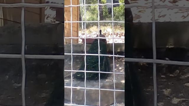 Таллинский зоопарк смотреть онлайн