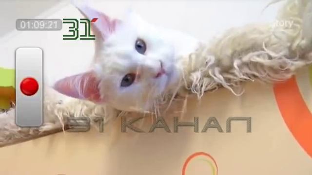Инструкция по уходу и содержанию Мейн кунов. Большие кошки Мейн кун (Main coon). смотреть онлайн