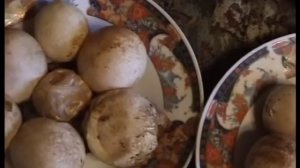 Как приготовить настойку из гриба Веселка.