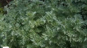 20 растений отпугивающих комаров.