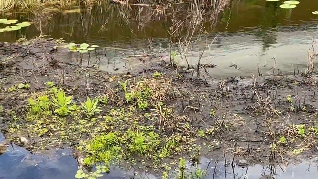 Какая была Флорида до заселения людьми Miami Florida. Болота Флориды