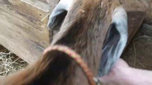 Кормушка для коз. Размеры. Нюансы.mp4