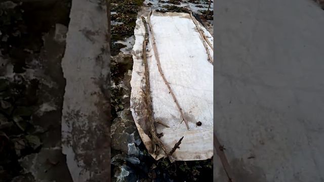 Дача. Как перезимовала виктория. Март20. 2020г.