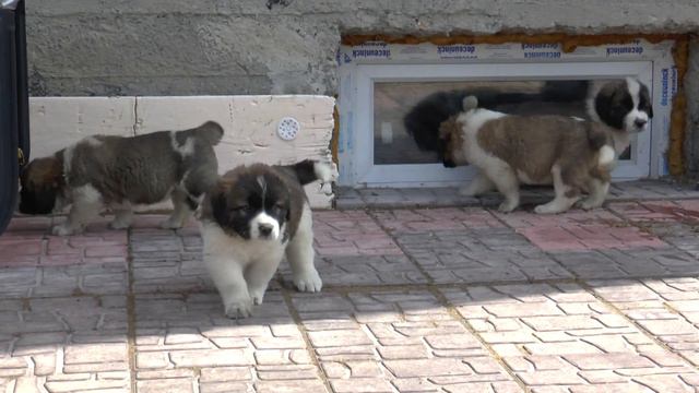 щенки Макс Дар смотреть онлайн