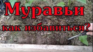 Как избавиться от муравьёв в теплице