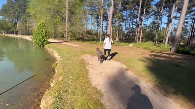 Oreo | 1.5 Yr Old Standard Poodle | Advanced Obedience | OverWatch K9 Academy смотреть онлайн