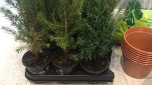 Пересаживаем ель коника, готовимся к обустройству участка