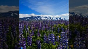 Vor i Vaglaskogi - KALEO & Harmonica Larry Adler