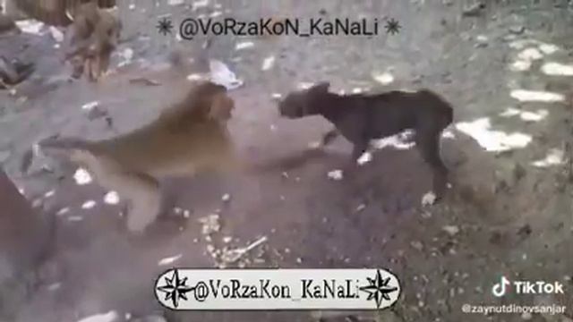 Узбекский прикол смотреть онлайн
