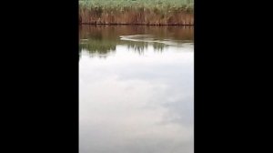 Вот так кормится толстолобик в природе