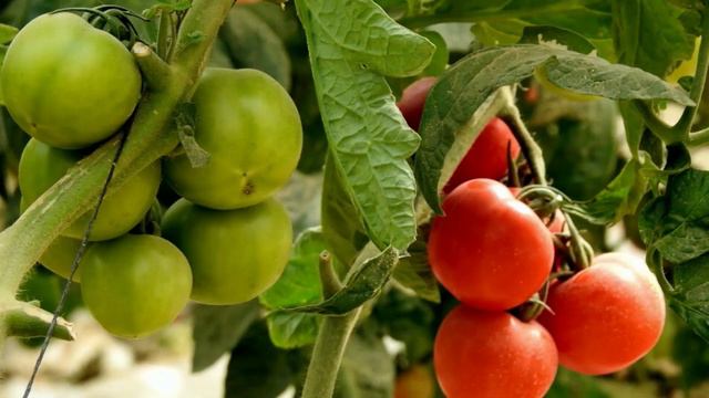 Чудеса в Израиле бывают! Обед и обработка, два в одном. смотреть онлайн