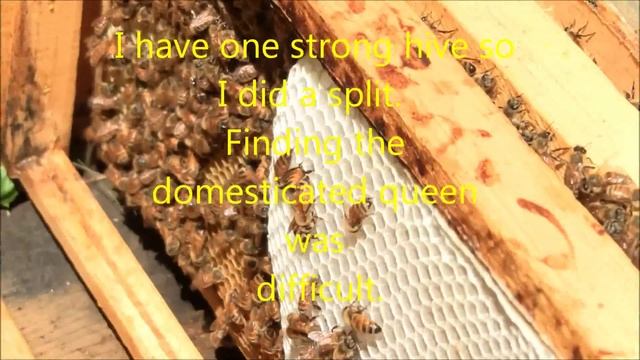 Feral Bee Colony Capture смотреть онлайн