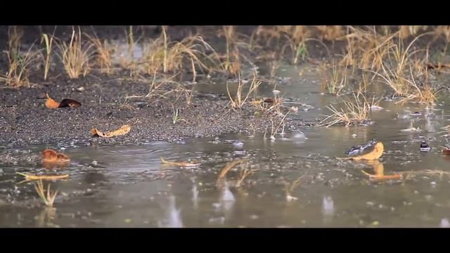 Cinematic video - RAINY | Canon 1100D смотреть онлайн