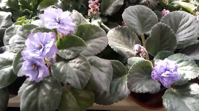 ТИХИЙ УЖАС С МОИМИ ФИАЛКАМИ !!!! УВИДЕТЬ ТРИПСА СВОИМИ ГЛАЗАМИ смотреть онлайн