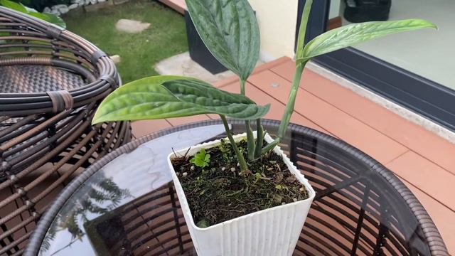 Plant of the day - Monstera Peru смотреть онлайн