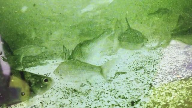 Imx307, глубина 7 метров мутная вода. смотреть онлайн